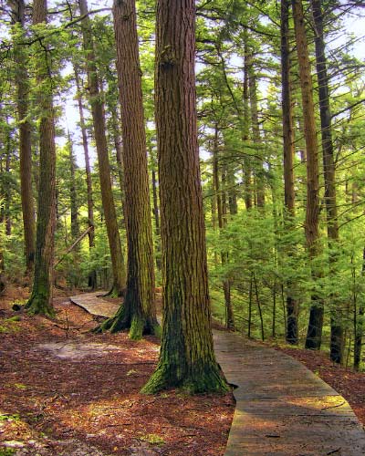 Canadian Hemlock